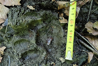 Выпущенные в дикую природу сочинские леопарды начали успешно охотиться