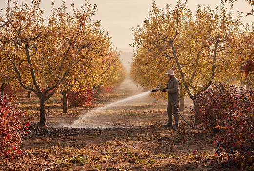 Засушливая осень, как помочь плодовым и ягодным растениям пережить недостаток влаги