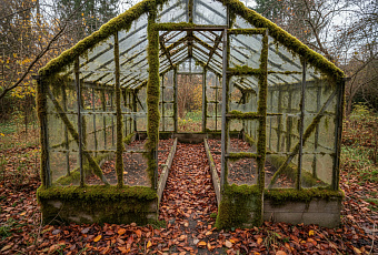 Как за неделю подготовить теплицу к зиме и избавиться от мха без химикатов