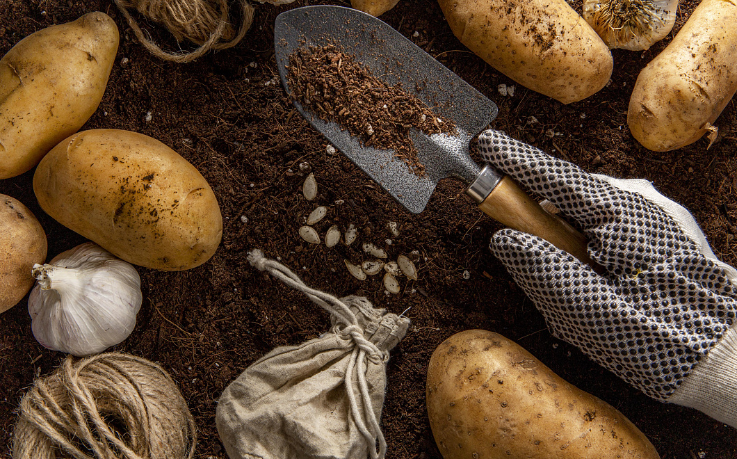 Картофельные секреты: каким подкормкам стоит отдать предпочтение