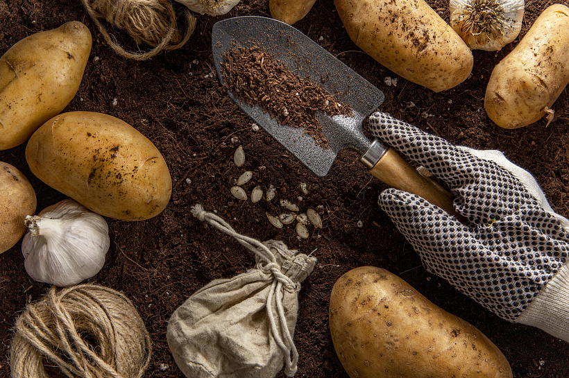 Картофельные секреты: каким подкормкам стоит отдать предпочтение