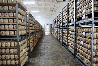 Производство сыров на заводе в Староминском районе увеличили в полтора раза