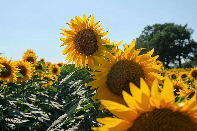 Ученые Кубани сократили потери масла при переработке подсолнечника на 35%