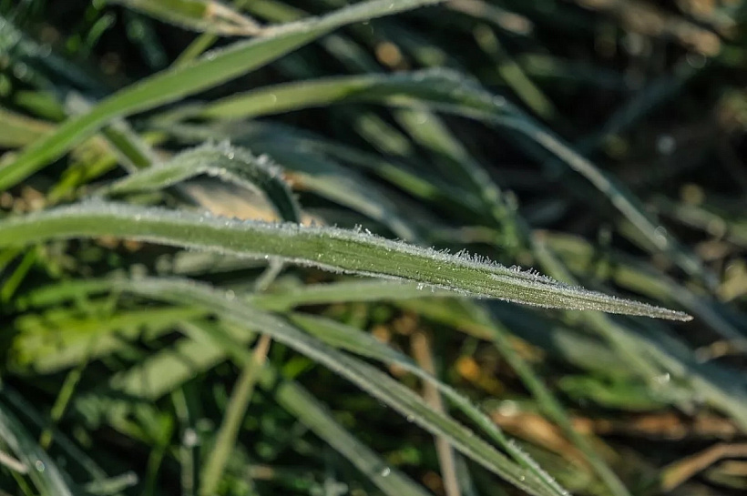 Заморозки до -3 градусов вернутся в Краснодарский край в ночь на 30 апреля