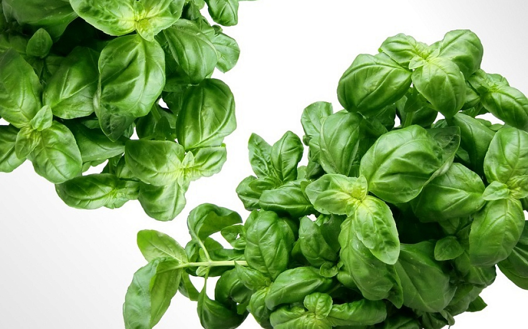 Садовый шпинат: от анемии, депрессии и рака
