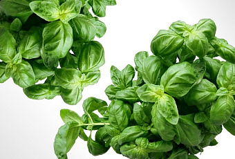 Садовый шпинат: от анемии, депрессии и рака