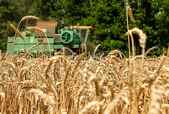 Ученые Кубани разрабатывают биозащиту ячменя от корневых гнилей