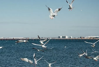 До +19 градусов прогрелось Черное море у берегов Кубани