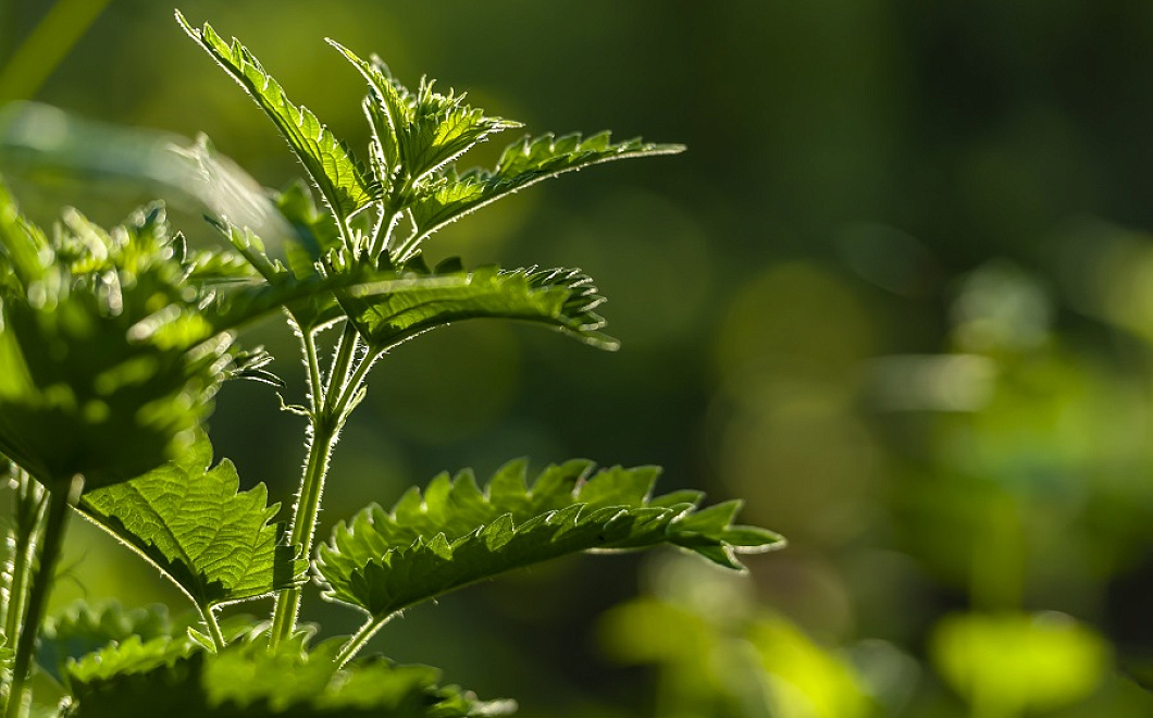 Снижает давление и уровень сахара: страшное растение, которое оказалось полезным