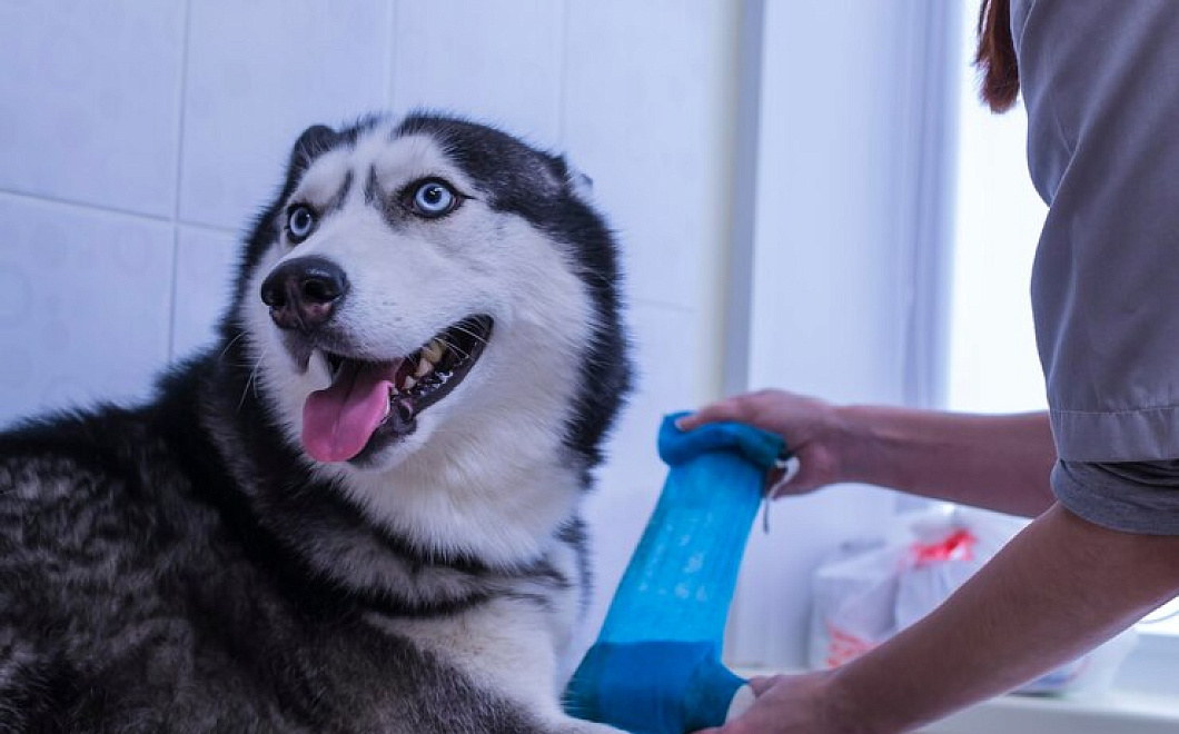 Чего больше всего на свете бояться наши четвероногие друзья