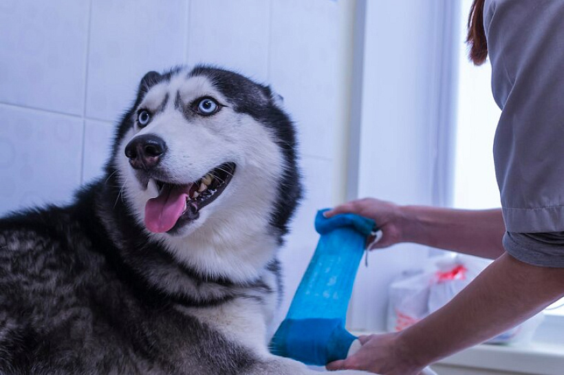 Чего больше всего на свете бояться наши четвероногие друзья