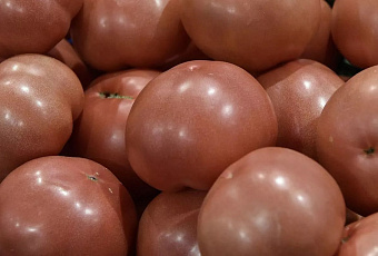 Более 20 тонн турецких томатов забракованы в порту Туапсе из-за вирусов