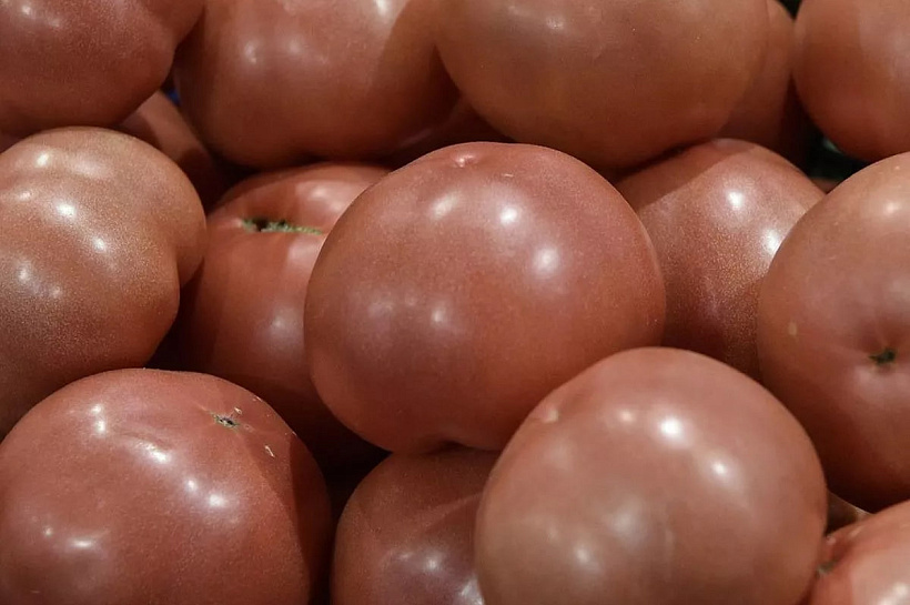 Более 20 тонн турецких томатов забракованы в порту Туапсе из-за вирусов