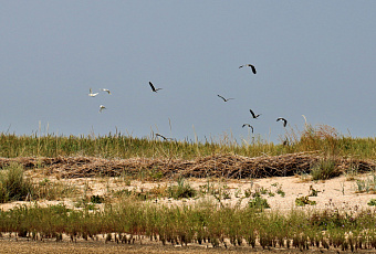 12 видов краснокнижных птиц обнаружены на Зеленых островах в Ейском районе