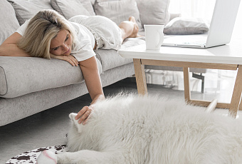 Пушистый вопрос: как очистить диван от шерсти