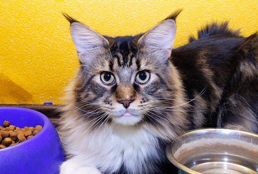 Почему сытый кот просит есть: зоопсихолог назвала три причины