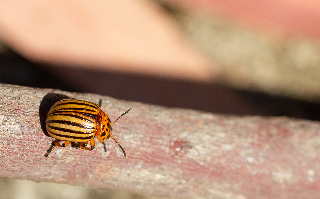 Битва за урожай: проверенные способы изгнания колорадского захватчика