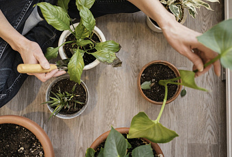 Зачем на дно цветочного горшка класть губки для мытья посуды