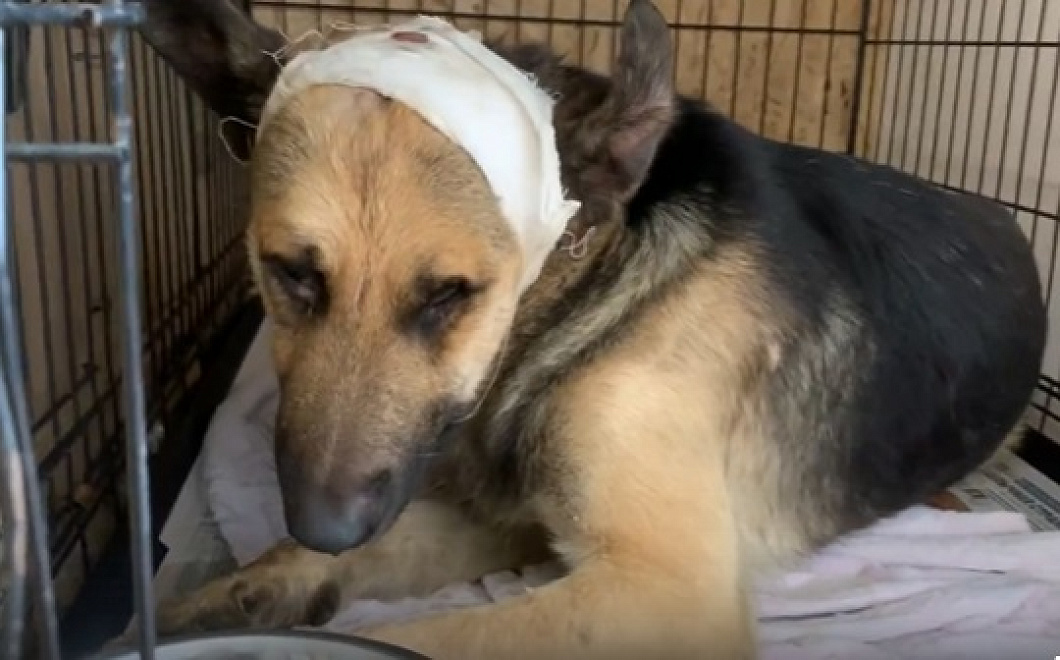 Состояние тяжелое: стало известно о судьбе избитой арматурой собаки в поселке Яблоновском