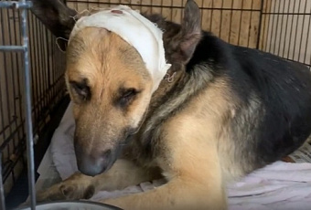 Состояние тяжелое: стало известно о судьбе избитой арматурой собаки в поселке Яблоновском