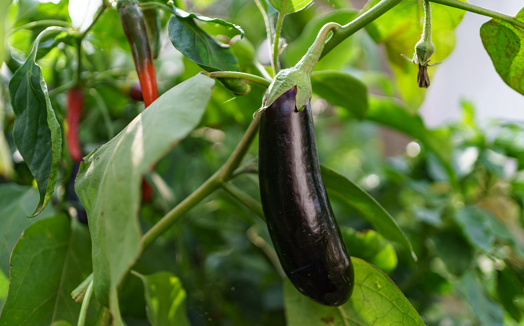Секреты фиолетового урожая: как вырастить идеальные баклажаны