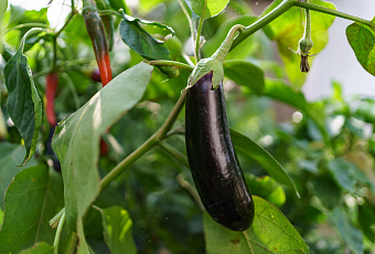 Секреты фиолетового урожая: как вырастить идеальные баклажаны