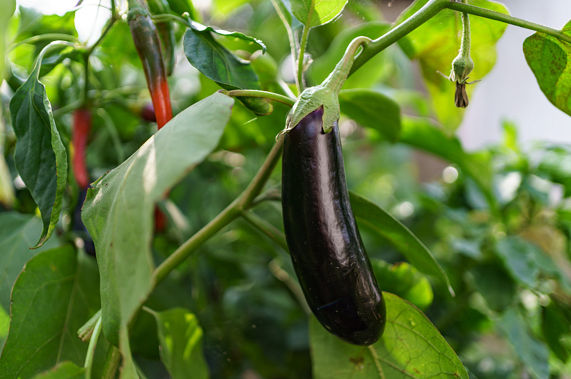 Секреты фиолетового урожая: как вырастить идеальные баклажаны