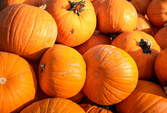 Море клетчатки: тыква улучшит не только зрение