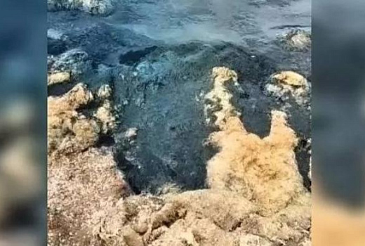 «Зеленый кисель»: море у берегов Анапы превратилось в кашу из водорослей 