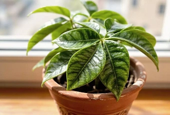 Чайные пакетики для замиокулькаса: как 