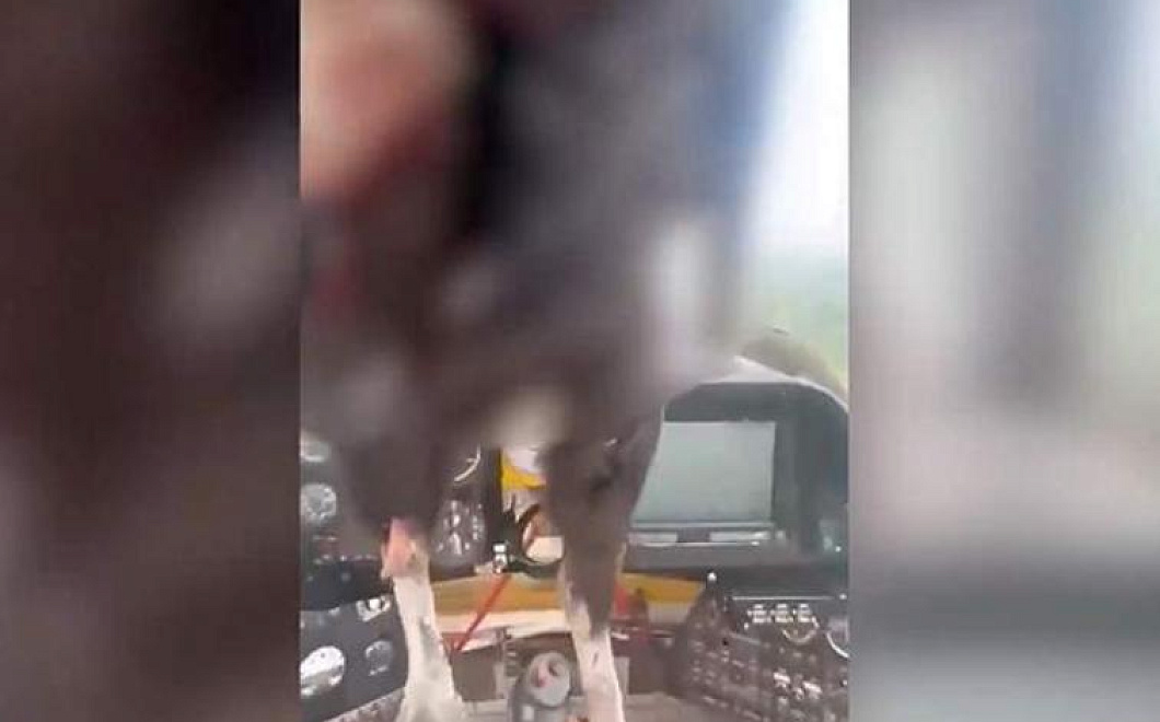 Огромная птица протаранила лобовое стекло самолета и застряла в нем