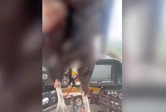 Огромная птица протаранила лобовое стекло самолета и застряла в нем