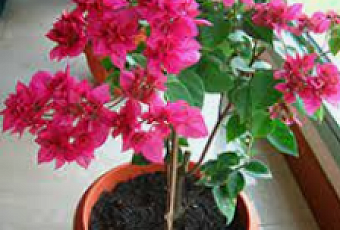 Как ухаживать за бугенвиллией в домашних условиях