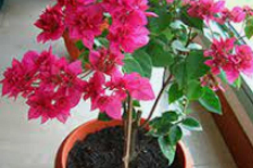 Как ухаживать за бугенвиллией в домашних условиях