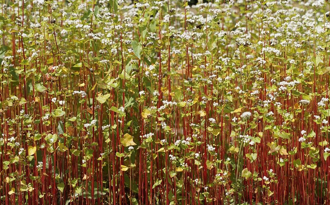 Почему гречку называют славянским золотом