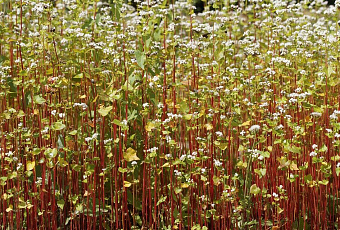 Почему гречку называют славянским золотом