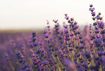 Прощайте навсегда: как избавиться от незваных усатых гостей