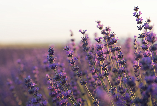 Прощайте навсегда: как избавиться от незваных усатых гостей