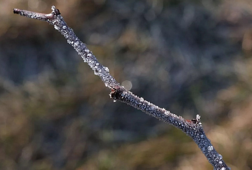 Первые заморозки до -4 градусов пришли на юг России