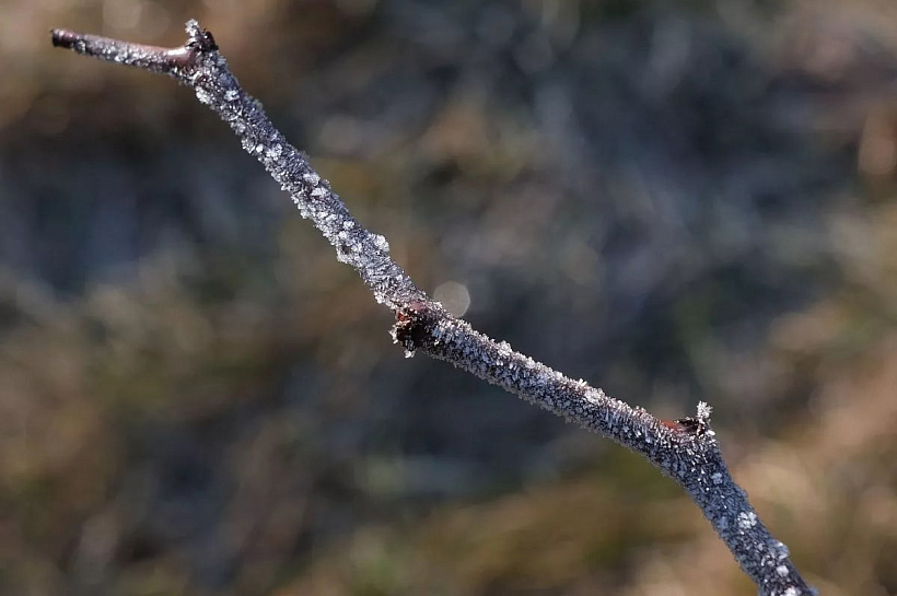 Первые заморозки до -4 градусов пришли на юг России