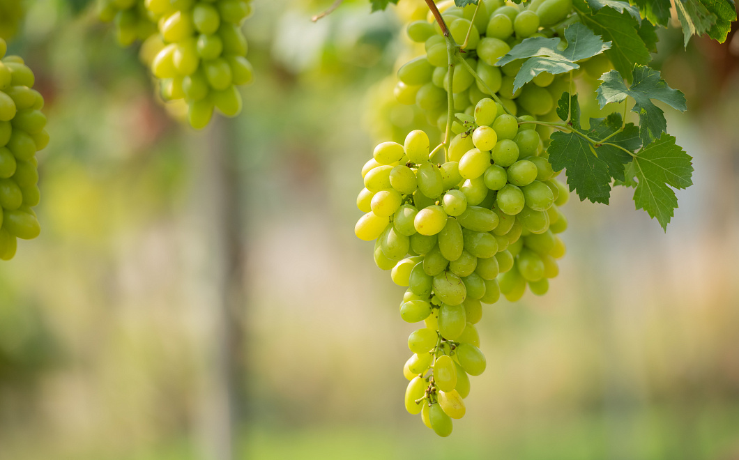 Белые пятна на листьях: садоводы должны бить тревогу