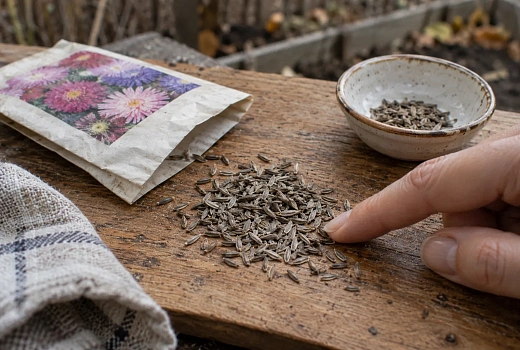 Не спешите сеять астры осенью: дождитесь промёрзшей земли