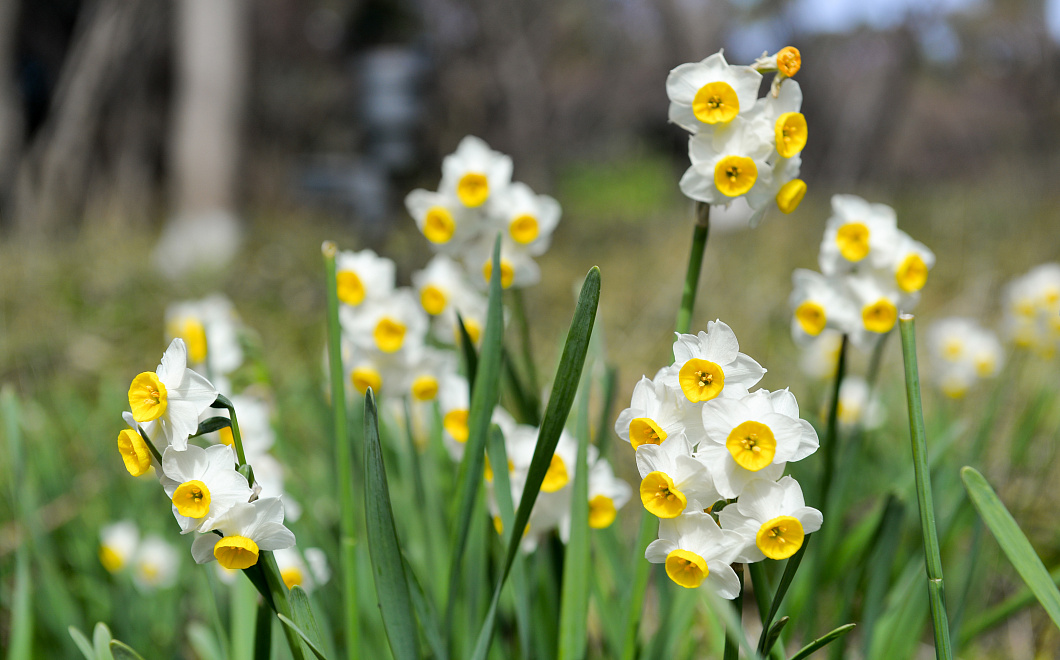 Весеннее настроение своими руками: все о выращивании нарциссов