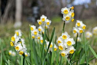 Весеннее настроение своими руками: все о выращивании нарциссов