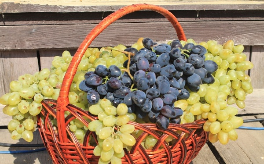 Праздник виноградарства и виноделия «Таманская лоза - 2022» пройдет на Кубани в августе