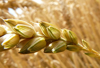 Отруби: сытость без последствий, красота прилагается