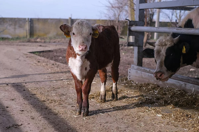 Кубанские ученые создали вакцину для телят с эффективностью 85% против коронавируса