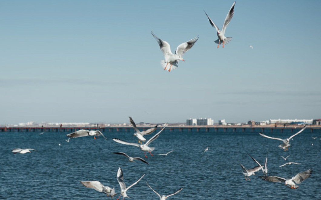 Города Крыма, Сочи и Новороссийск предлагают связать морским сообщением