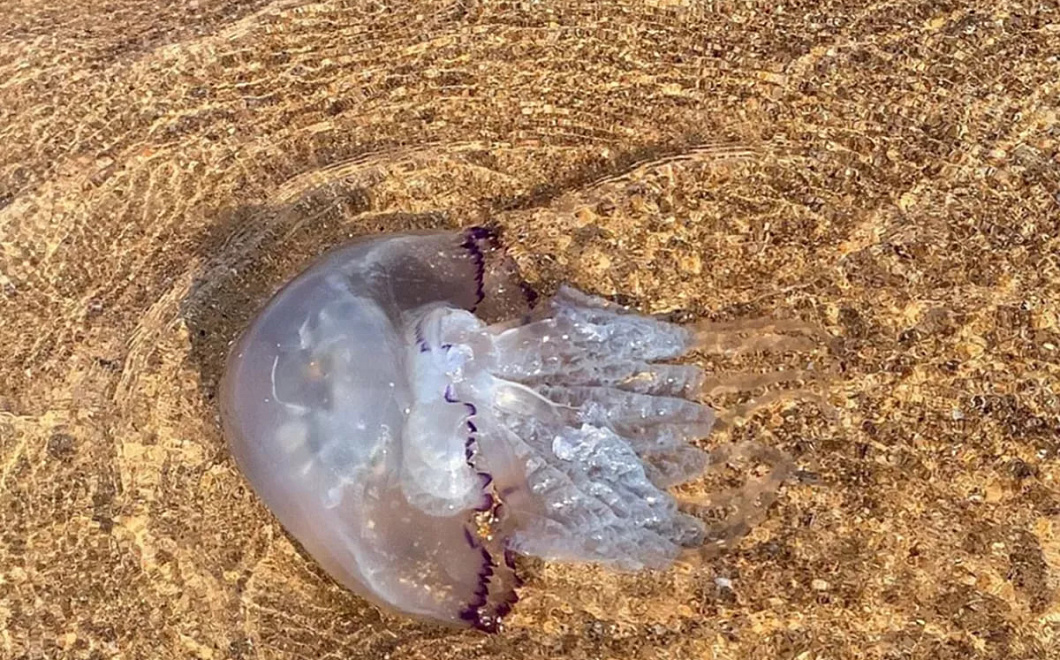 Ученые прогнозируют сохранение высокой численности медуз в Азовском море