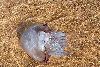 Ученые прогнозируют сохранение высокой численности медуз в Азовском море